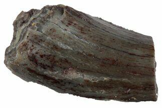 Partial, Megalosaurid (Marshosaurus) Tooth - Colorado #261671