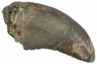 Serrated Megalosaurid (Marshosaurus) Tooth - Colorado #261681