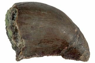 Serrated Megalosaurid (Marshosaurus) Tooth - Colorado #261687