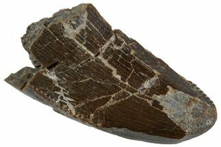 Carnosaurian Dinosaur (Allosaurus) Tooth - Colorado #261695