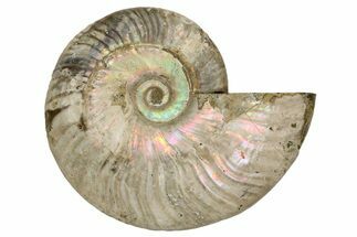 Silver Iridescent Ammonite (Cleoniceras) Fossil - Madagascar #260909