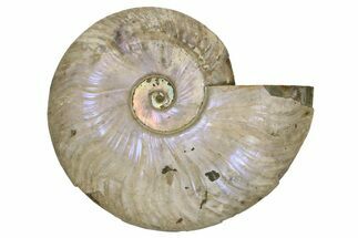 Silver Iridescent Ammonite (Cleoniceras) Fossil - Madagascar #260910