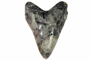 Realistic, Carved Fluorite Megalodon Tooth - Replica #262104