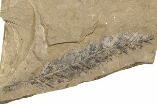 Conifer Needle (Metasequoia) Fossil - McAbee, BC #262214