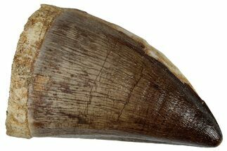 Large, Fossil Mosasaur (Prognathodon) Tooth - Morocco #261867