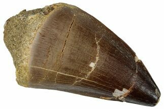 Fossil Mosasaur (Prognathodon) Tooth - Morocco #261884