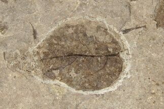 Fossil Yellowwood (Cladrastis) Leaf - Nebraska #262282