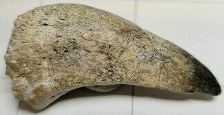 Fossil Crocodylomorph Claw - Niger #262382