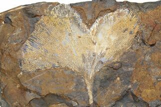 Fossil Ginkgo Leaf From North Dakota - Paleocene #262260