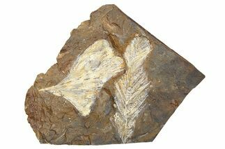 Paleocene Fossil Plant Plate - North Dakota #262286