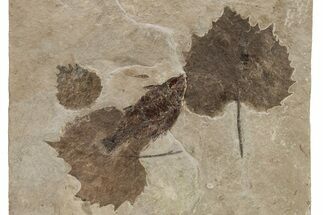 Plate of Fish, Samara, and Leaf Fossils - Nebraska #262364