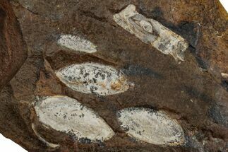 Paleocene Fossil Seed Pod Plate - North Dakota #262299