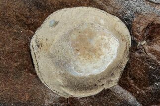 Paleocene Fossil Seed Pod - North Dakota #262302