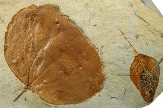 Two Fossil Leaves (Zizyphoides & Cinnamomum) - Montana #262335