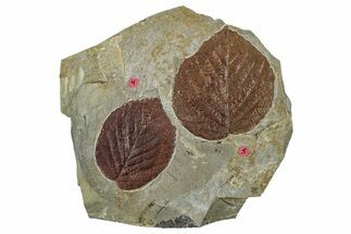Two Fossil Leaves (Davidia & Celtis) - Montana #262367