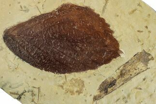 Fossil Leaf (Beringiaphyllum) - Montana #262378