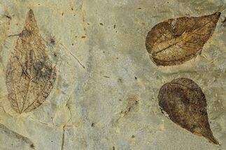 Wide Plate with Three Fossil Leaves (Zizyphus) - Montana #262379