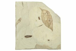 Two Fossil Leaves (Sapindus & Parvileguminophyllum)- Utah #262381