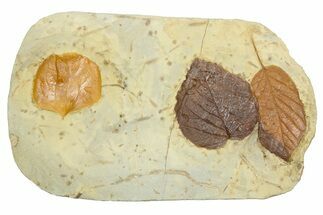 Wide Plate with Three Fossil Leaves (Three Species) - Montana #262384