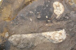 Paleocene Fossil Samara (Acer) - North Dakota #262419