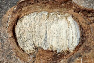 Paleocene Fossil Fruit - North Dakota #262422