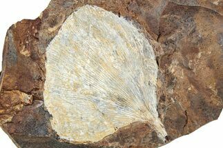 Fossil Ginkgo Leaf From North Dakota - Paleocene #262472