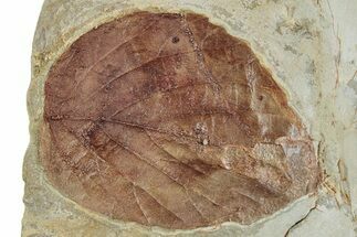 Fossil Leaf (Beringiaphyllum) - Montana #262489