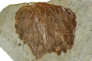 Fossil Leaf (Archeampelos) - Montana #262498