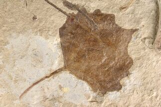 Fossil Poplar Leaf (Populus) - Nebraska #262737