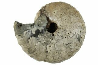 Cretaceous Ammonite (Thomasites) Fossil - Nigeria #262532