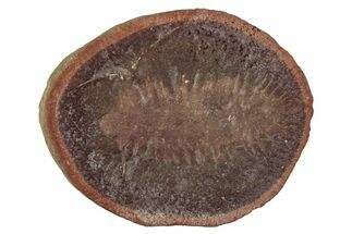 Fossil Worm (Rhaphidiophorus) Nodule Half - Illinois #262598