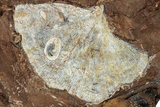 Fossil Ginkgo Leaf From North Dakota - Paleocene #262651