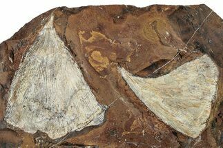 Two Fossil Ginkgo Leaves From North Dakota - Paleocene #262658