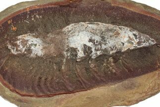Fossil Shrimp (Kallidecthes) Nodule Pos/Neg - Illinois #262552