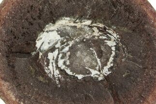 Rare, Fossil Horseshoe Crab (Euproops) Pos/Neg - Mazon Creek #262591