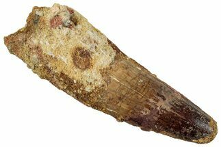 Fossil Spinosaurus Tooth - Massive Dinosaur Tooth #262987