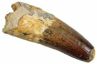 Real Fossil Spinosaurus Tooth - Feeding Worn Tip #262988