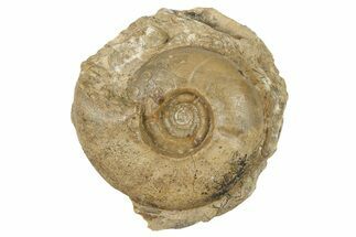Permian Ammonite (Uraloceras) Fossil - Russia #262522