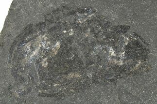 Pennsylvanian Phyllocarid (Concavicaris) Fossil - Iowa #262606