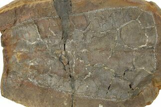 Mississippian Conulariid (Conularia) Fossil - New York #262617