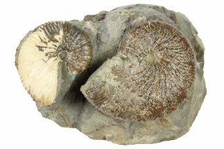 Two Cretaceous Hoploscaphites Ammonite Fossils - Montana #262722