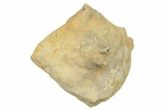 Silurian Crinoid (Siphonocrinus) Fossil - Wisconsin #262621