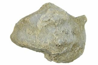 Silurian Crinoid (Siphonocrinus) Fossil - Wisconsin #262626