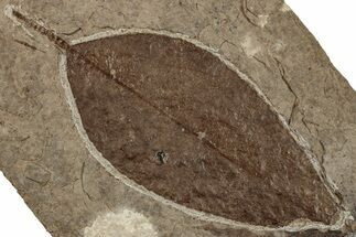 Miocene Fossil Tupelo Leaf (Nyssa) - Nebraska #262745