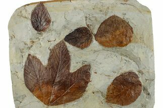 Plate with Five Fossil Leaves (Three Species) - Montana #262781