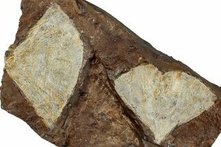 Two Fossil Ginkgo Leaves From North Dakota - Paleocene #263029