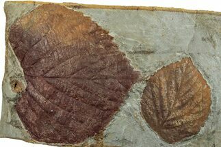Plate with Two Fossil Leaves (Davidia) - Montana #263034
