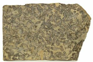 Fish Fossils For Sale