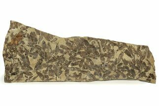 Fossil Fish (Gosiutichthys) Mortality Plate - Wyoming #261927
