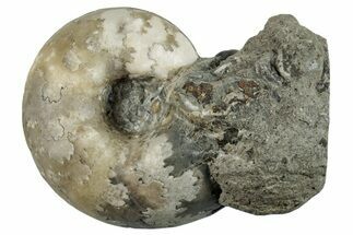 Cretaceous Ammonite (Paravascoceras) Fossil - Nigeria #262708